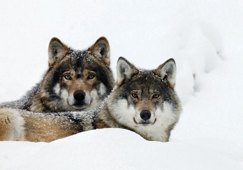 Two Wolves in Snow — White, Calm, Winter, Photograph, Forest