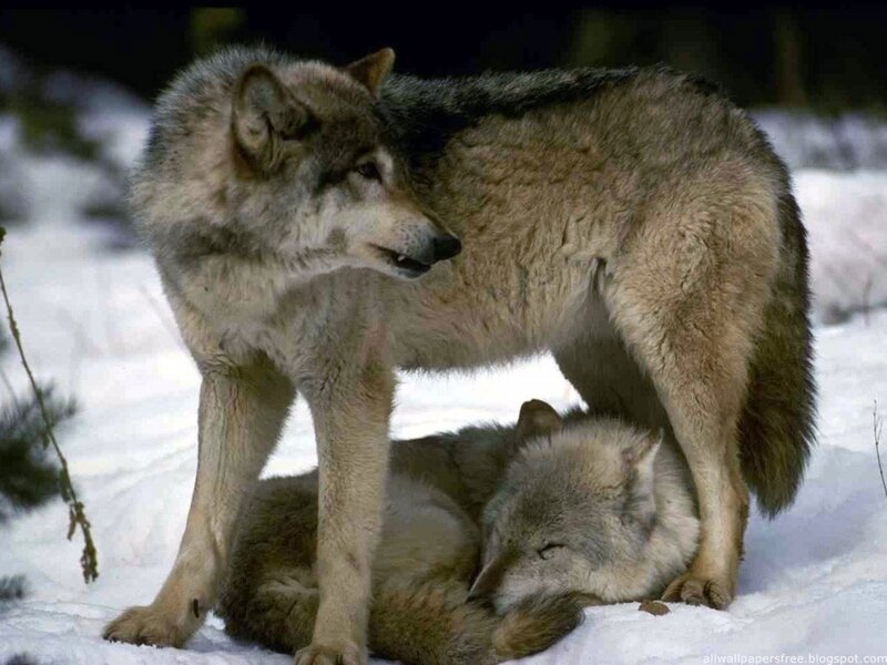 Two Wolves in Snow — White, Calm, Winter, Photograph, Forest, Wolf