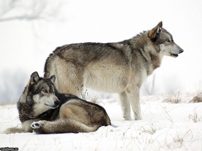 Two Wolves in Snow — White, Calm, Winter, Photograph, Grass