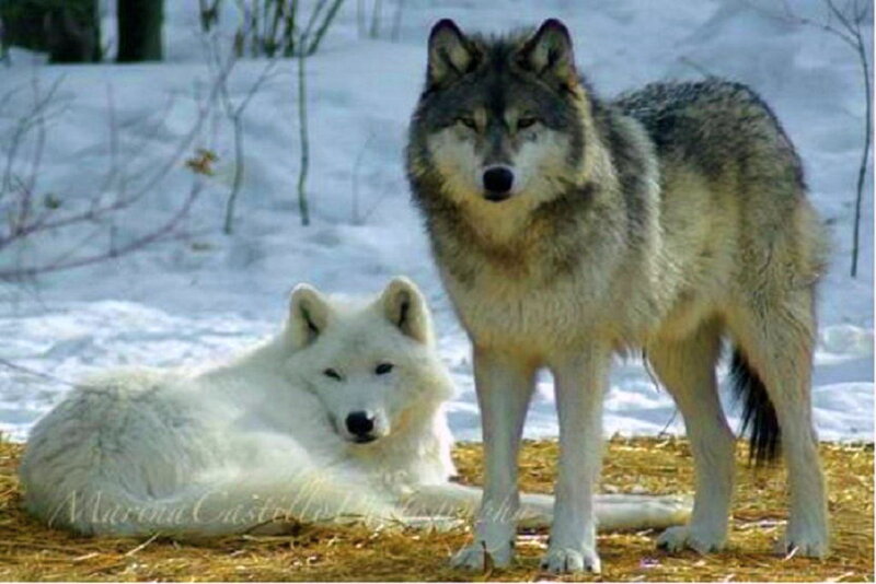 Two Wolves in Snow — White, Calm, Winter, Photograph