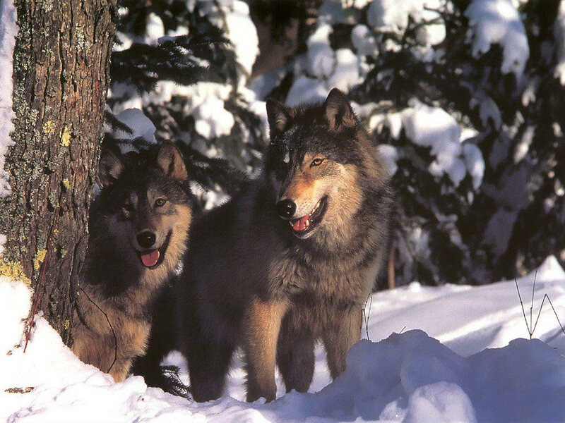 Two Wolves in Snow — White, Calm, Winter, Photograph, Tree, Forest