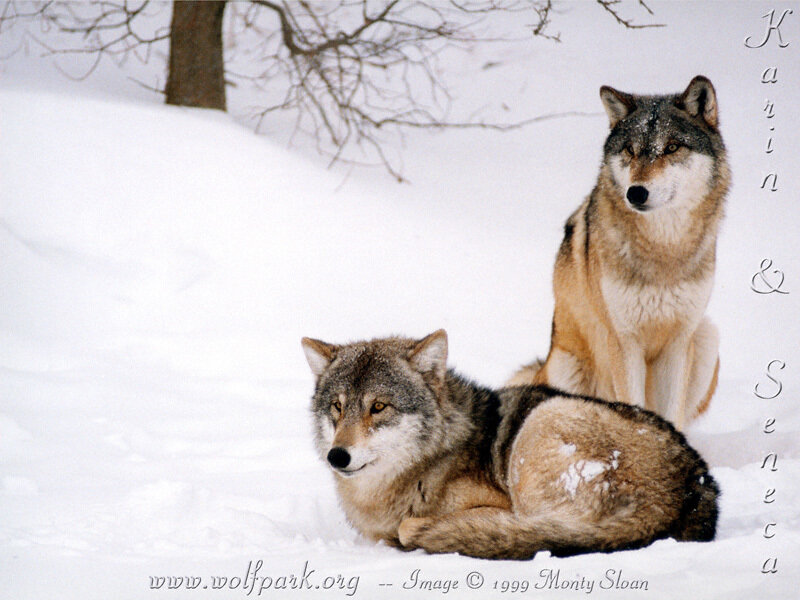 Two Wolves in Snow — White, Calm, Winter, Photograph, Tree