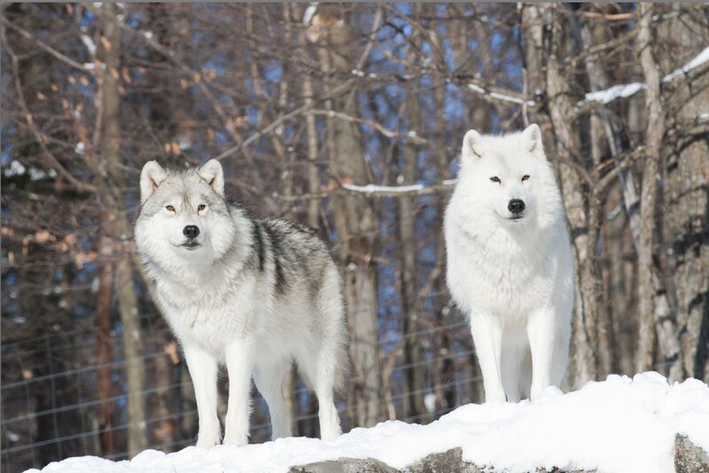 Two Wolves in Snow — White, Calm, Winter, Photograph, Trees, Fence