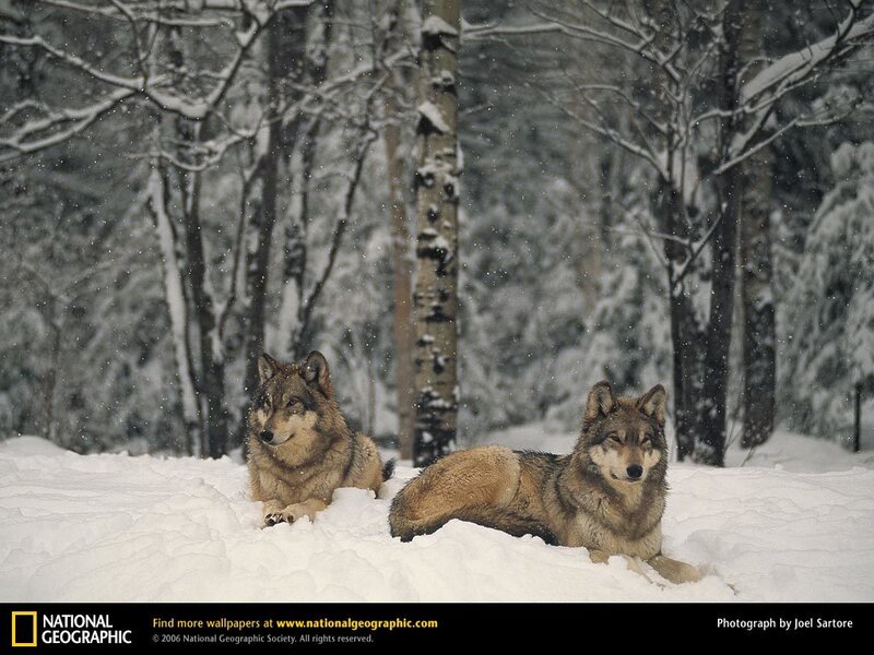 Two Wolves in Snow — White, Calm, Winter, Photograph, Trees, Forest, Gray