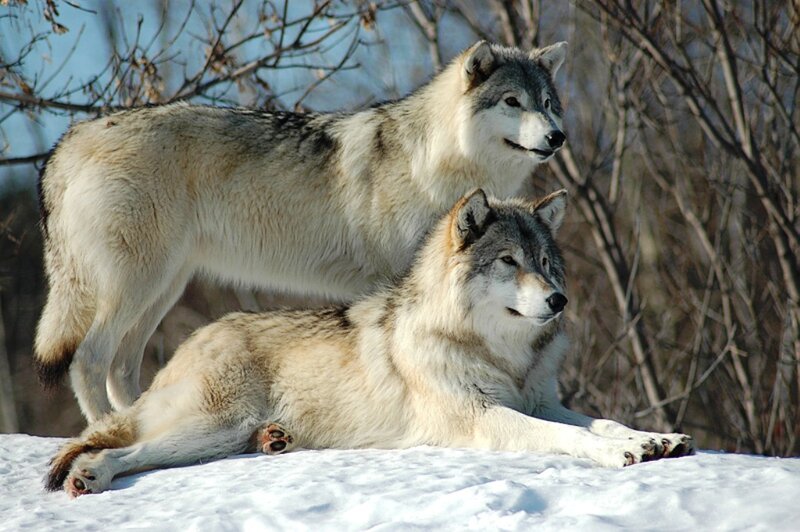 Two Wolves in Snow — White, Calm, Winter, Photograph, Trees, Forest