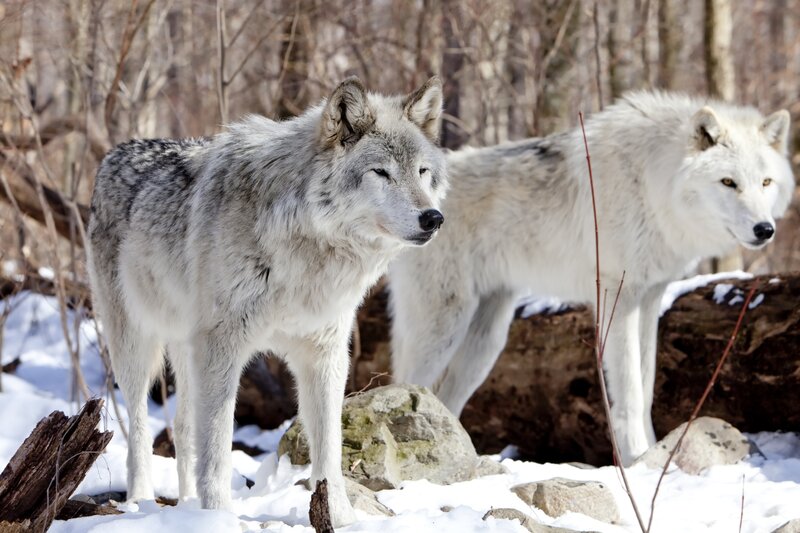 Two Wolves in Snow — White, Calm, Winter, Photograph, Trees, Rocks