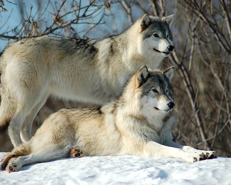 Two Wolves in Snow — White, Calm, Winter, Photograph, Trees, Sky