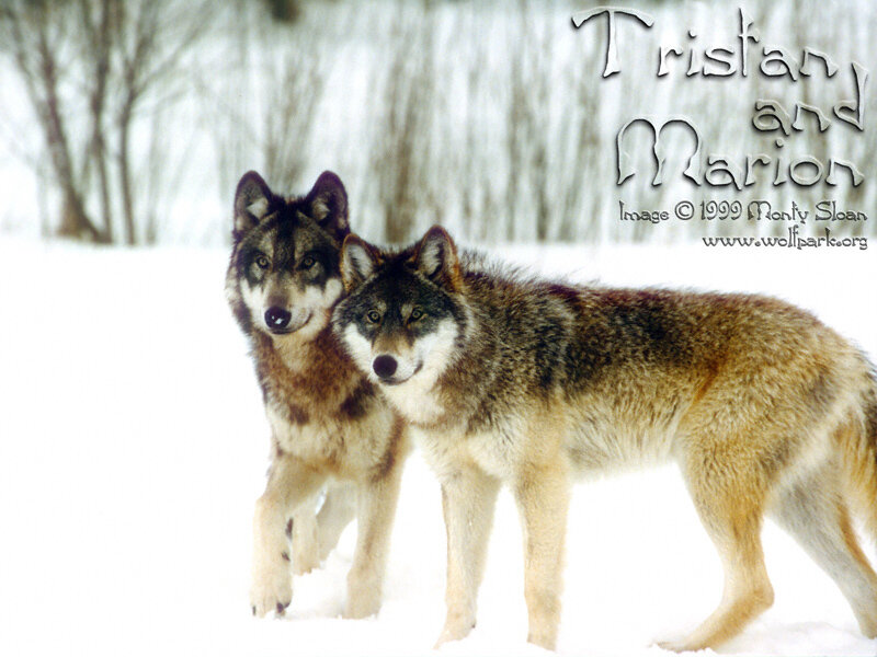 Two Wolves in Snow — White, Calm, Winter, Photograph, Trees, Text