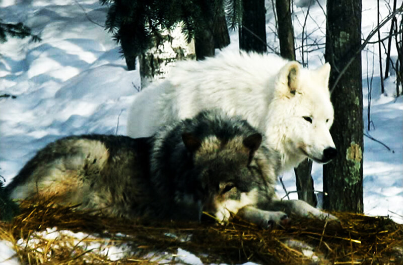 Two Wolves in Snow — White, Calm, Winter, Photograph, Trees