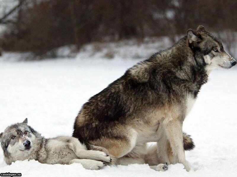 Two Wolves in Snow — White, Calm, Winter, Photograph, Trees, Wolf