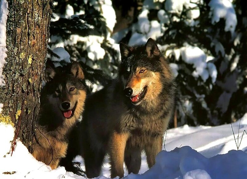Two Wolves in Snow — White, Calm, Winter