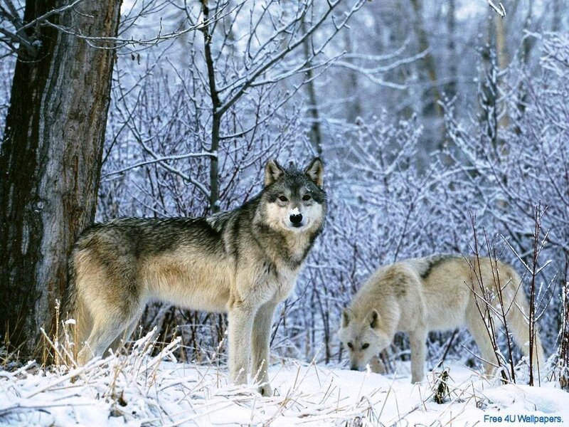 Two Wolves in Snow — White, Cold