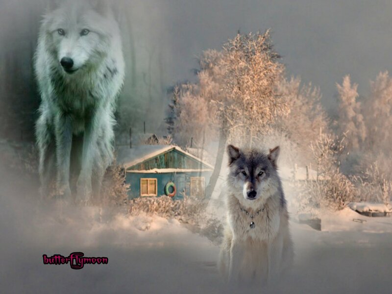 Two Wolves in Snow — White, Cold, Winter, Digital Art, Cabin