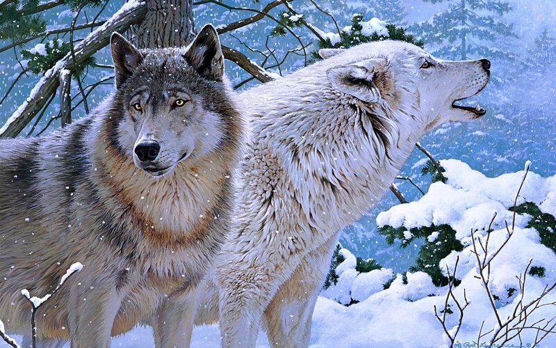 Two Wolves in Snow — White, Cold, Winter, Digital Art, Trees, Forest