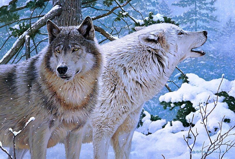 Two Wolves in Snow — White, Cold, Winter, Illustration