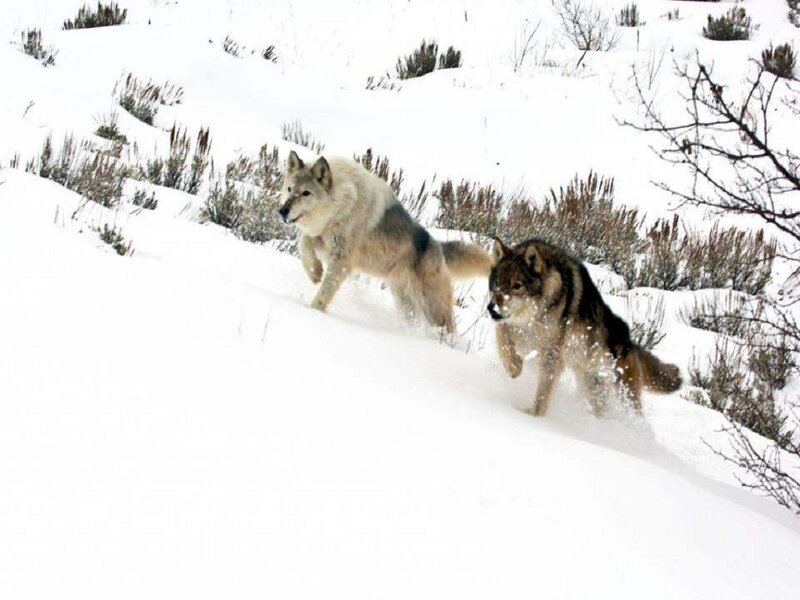Two Wolves in Snow — White, Cold, Winter, Photograph, Brush