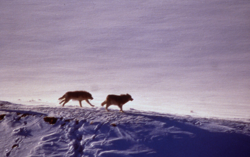 Two Wolves in Snow — White, Cold, Winter, Photograph, Hill