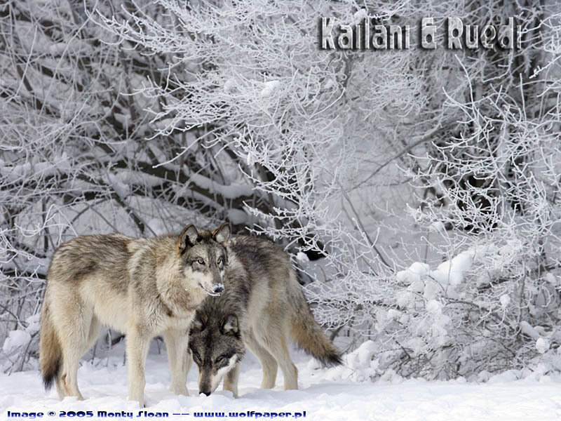 Two Wolves in Snow — White, Cold, Winter, Photograph