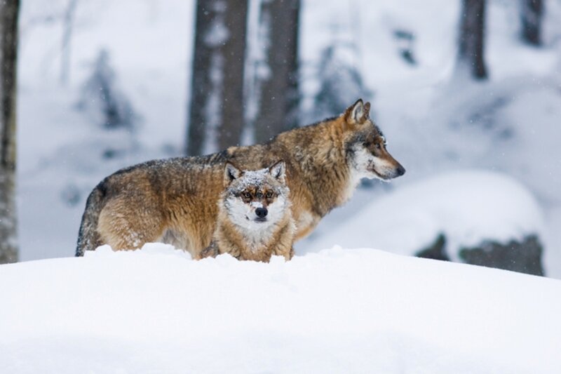 Two Wolves in Snow — White, Cold, Winter, Photograph, Trees, Forest