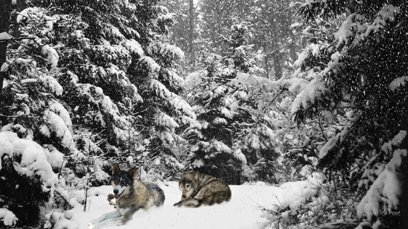 Two Wolves in Snow — White, Cold, Winter, Photograph, Trees