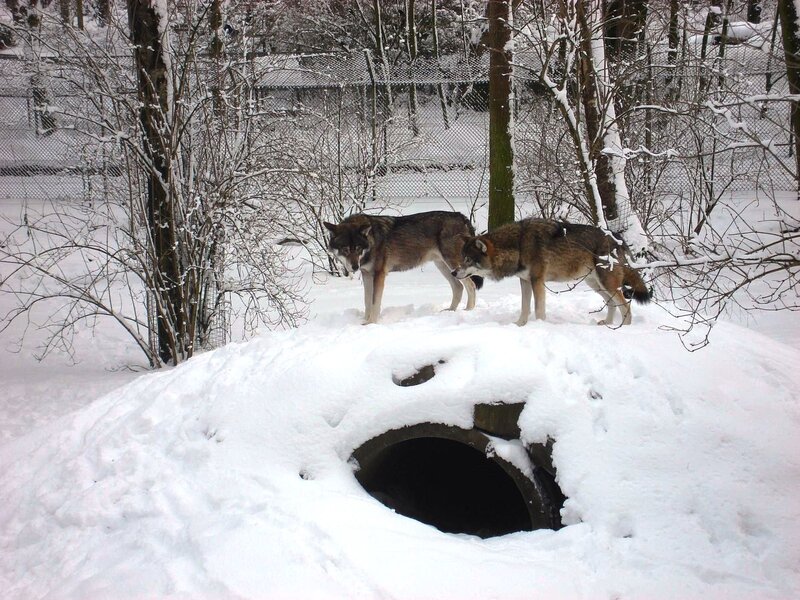 Two Wolves in Snow — White, Cold, Winter