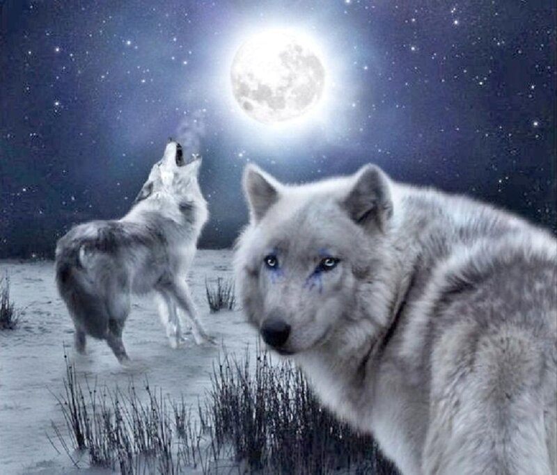 Two Wolves in Snow — White, Dramatic, Night, Digital Art, Moon