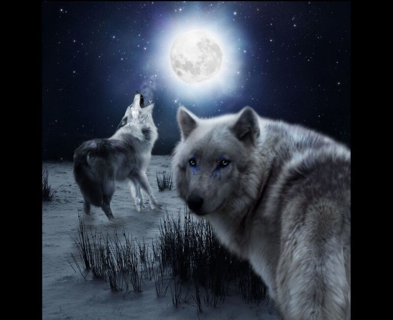 Two Wolves in Snow — White, Dramatic, Night, Digital Art