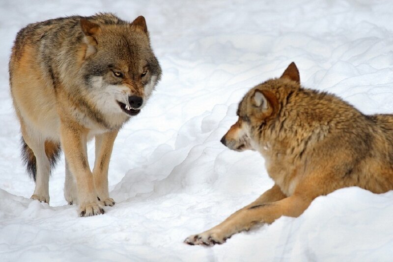 Two Wolves in Snow — White, Dramatic