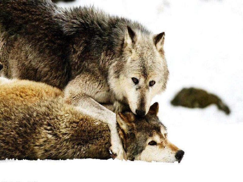 Two Wolves in Snow — White, Dramatic, Winter, Photograph, Rock