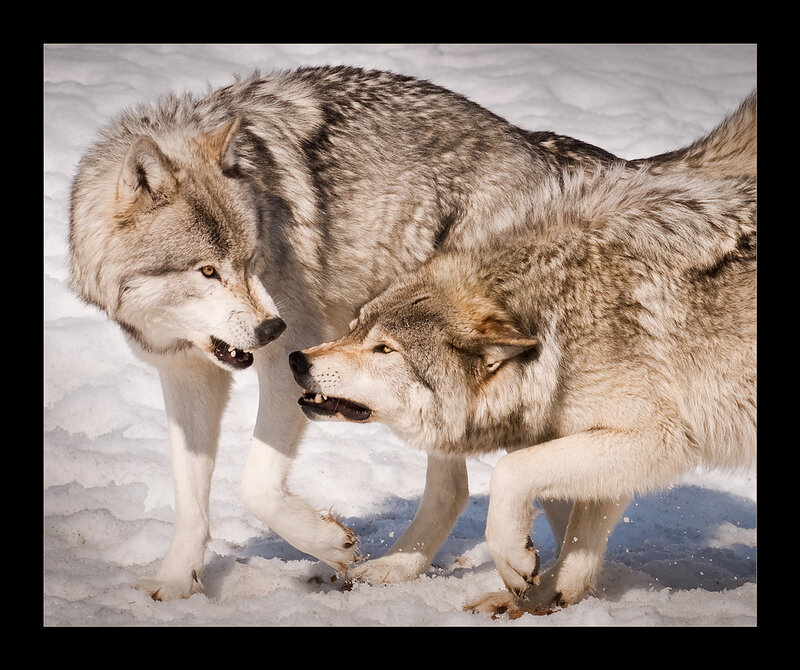 Two Wolves in Snow — White, Dramatic, Winter, Photograph