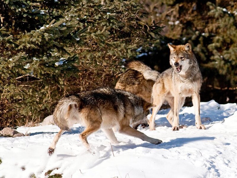 Two Wolves in Snow — White, Dramatic, Winter, Photograph, Trees