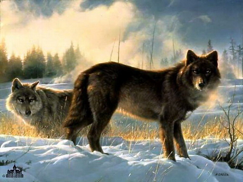 Two Wolves in Snow — White, Dramatic, Winter