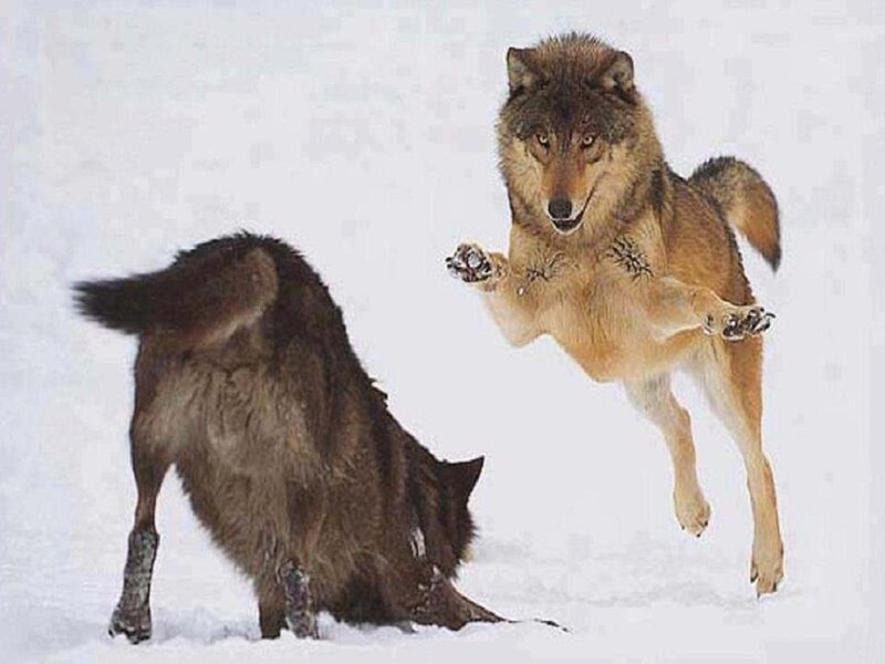 Two Wolves in Snow — White, Dynamic