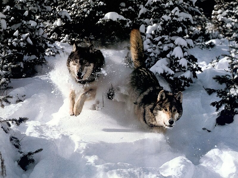 Two Wolves in Snow — White, Dynamic, Winter, Photograph, Trees