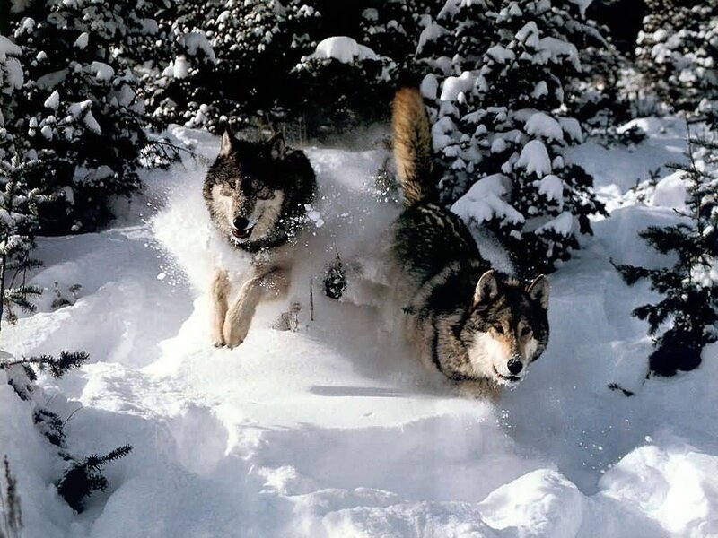 Two Wolves in Snow — White, Dynamic, Winter