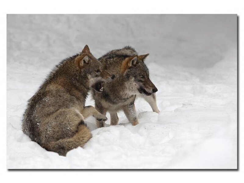 Two Wolves in Snow — White, Natural