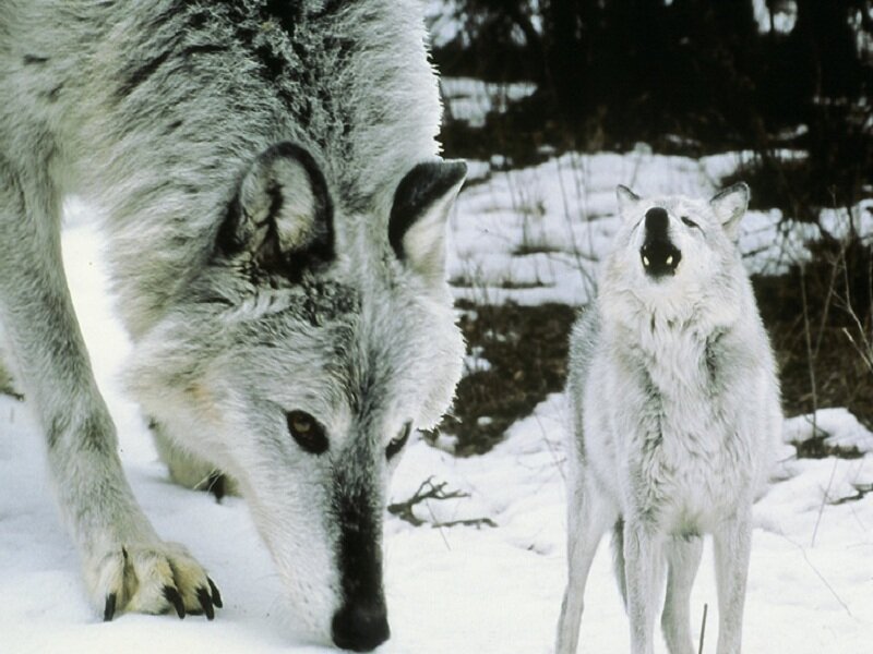 Two Wolves in Snow — White, Natural, Winter, Photograph, Forest