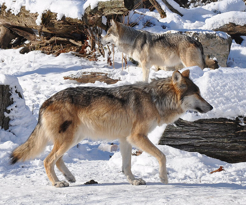 Two Wolves in Snow — White, Natural, Winter, Photograph, Logs