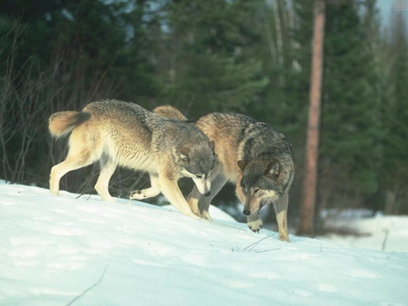 Two Wolves in Snow — White, Natural, Winter, Photograph