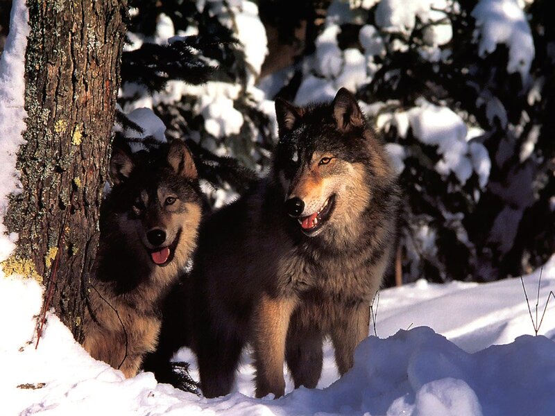 Two Wolves in Snow — White, Natural, Winter, Photograph, Tree, Forest