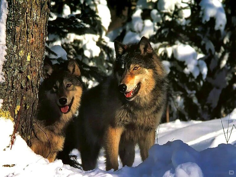 Two Wolves in Snow — White, Natural, Winter, Photograph, Tree