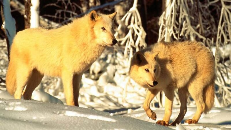 Two Wolves in Snow — White, Natural, Winter, Photograph, Trees, Forest