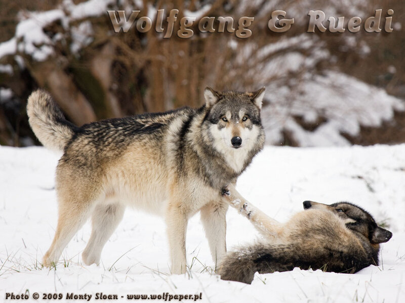 Two Wolves in Snow — White, Natural, Winter, Photograph, Trees, Grass