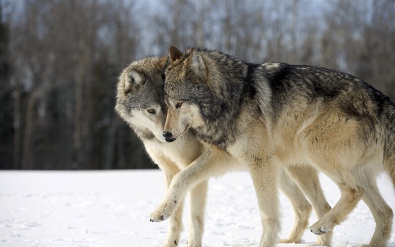 Two Wolves in Snow — White, Natural, Winter, Photograph, Trees, Gray, Brown