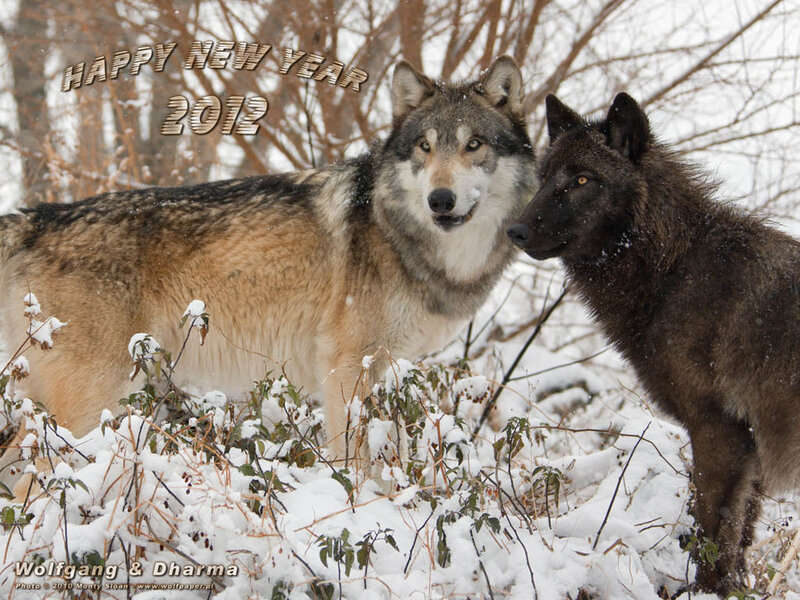 Two Wolves in Snow — White, Natural, Winter, Photograph, Trees, Plants