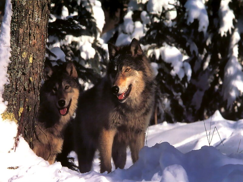 Two Wolves in Snow — White, Natural, Winter, Photograph, Trees