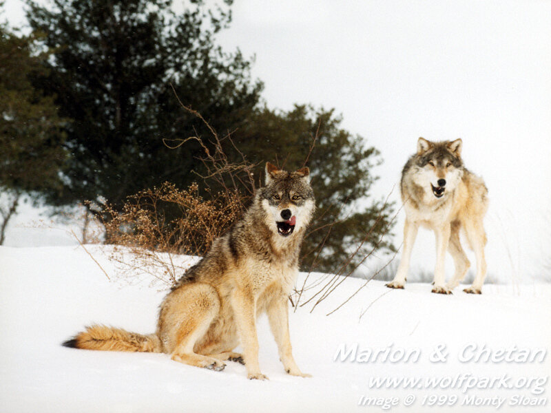 Two Wolves in Snow — White, Natural, Winter