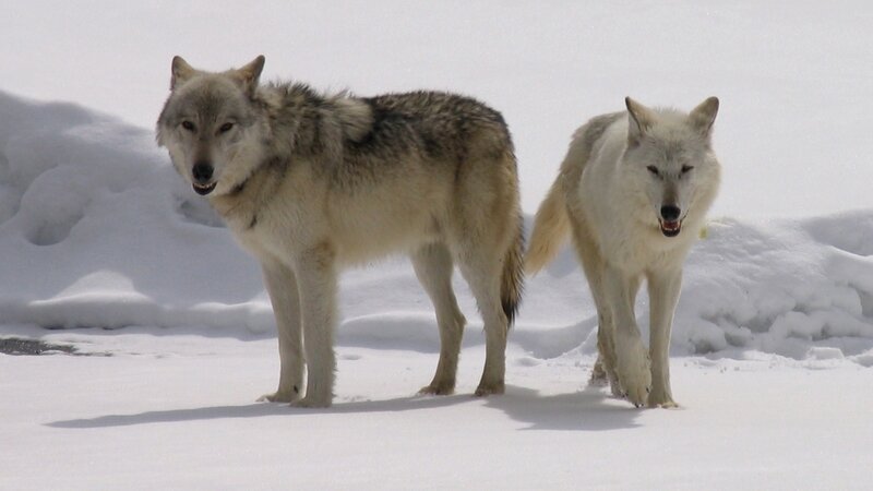 Two Wolves in Snow — White, Neutral