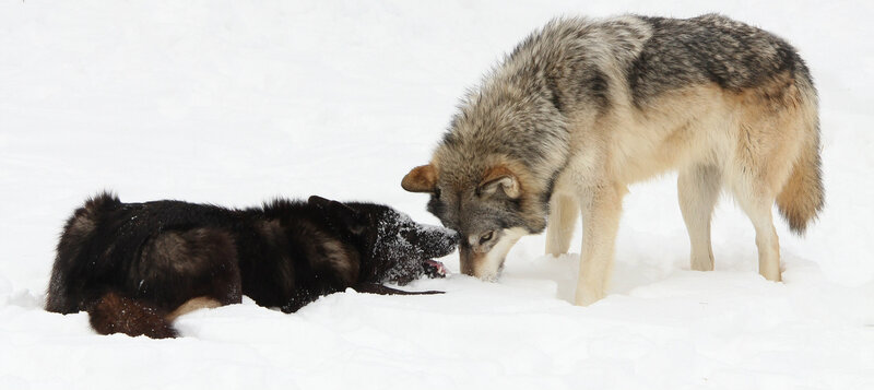 Two Wolves in Snow — White, Neutral, Winter
