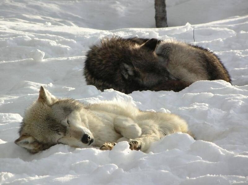 Two Wolves in Snow — White, Peaceful